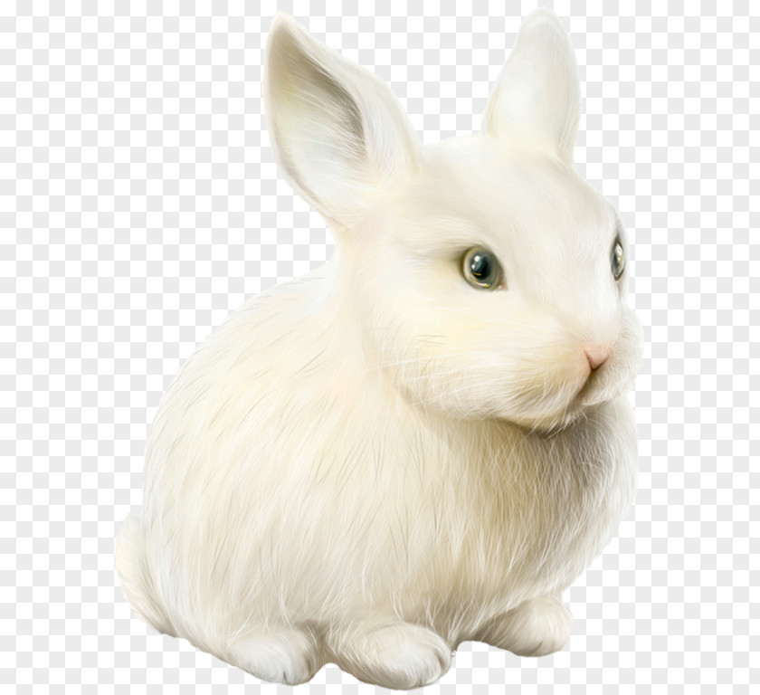 Rabbit Domestic Easter Bunny Hare PNG