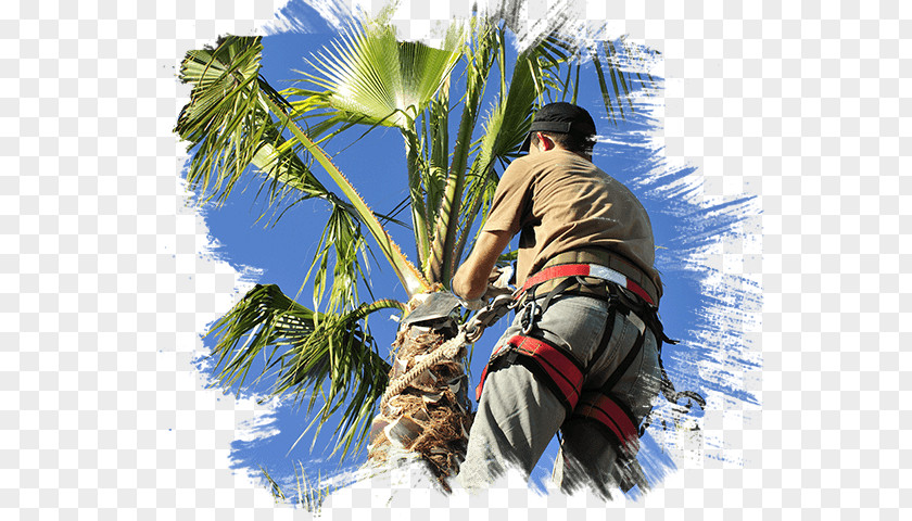 Tree Trimmer Pruning Arecaceae Las Vegas Removal Pros Care PNG