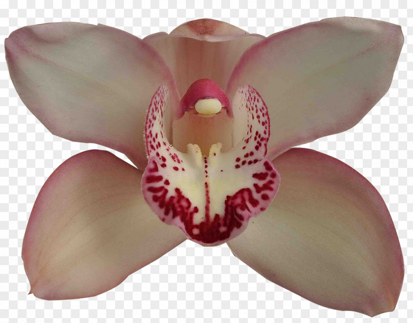 Vai Brasil Moth Orchids Boat Orchid Cultivar Adubação PNG