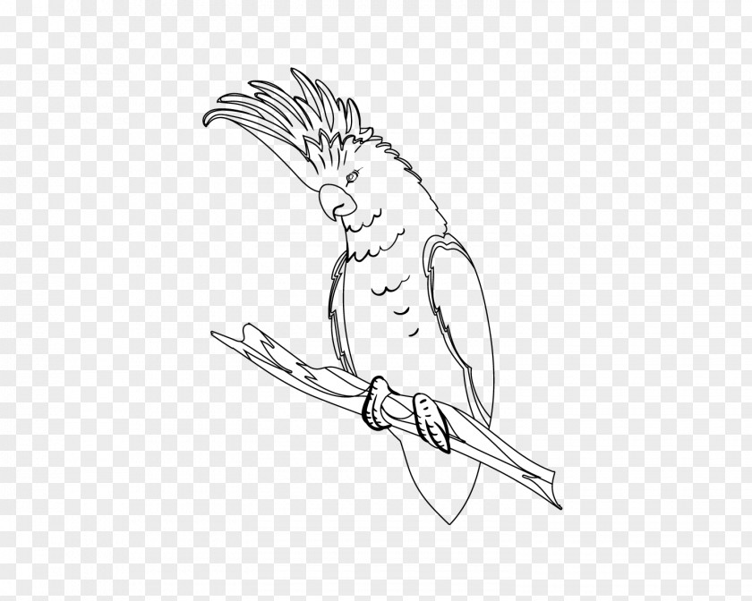 Black.cockatoo Beak Sketch Finger Drawing Illustration PNG
