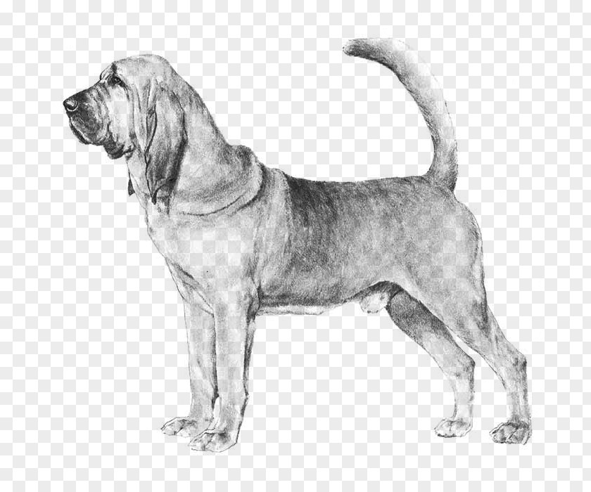 Bloodhound Catahoula Cur Basenji Afghan Hound Borzoi PNG