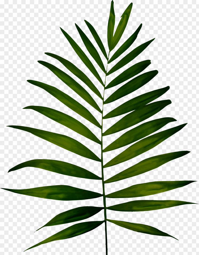 Fern Plant Leaf Clip Art PNG