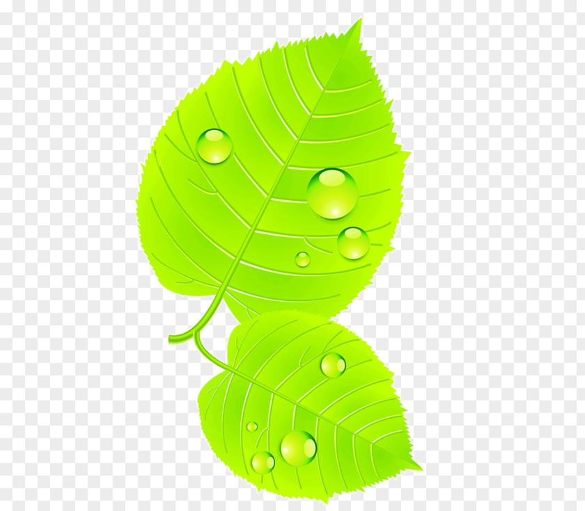 Leaf Green Yellow PNG