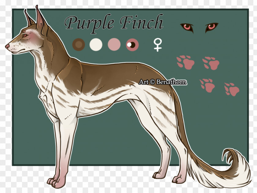 Red Finch Rental Whippet Italian Greyhound Ibizan Hound Dog Breed PNG