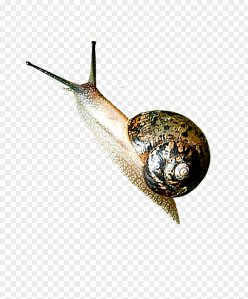 Snails Snail Insect Orthogastropoda Icon PNG
