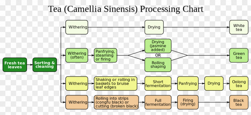 Step Flow Chart White Tea Green Oolong Processing PNG