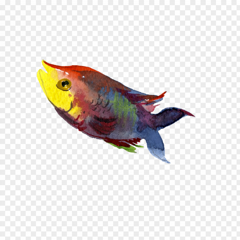 Water Fish Illustration PNG