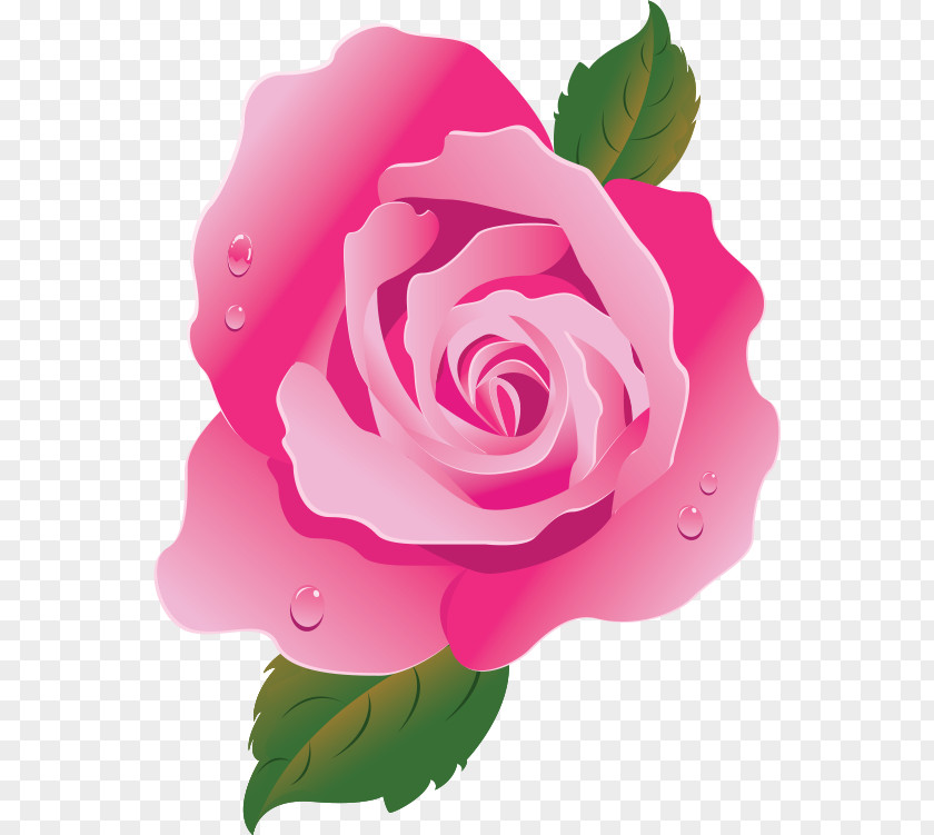 Flower Garden Roses Pink Centifolia Drawing PNG
