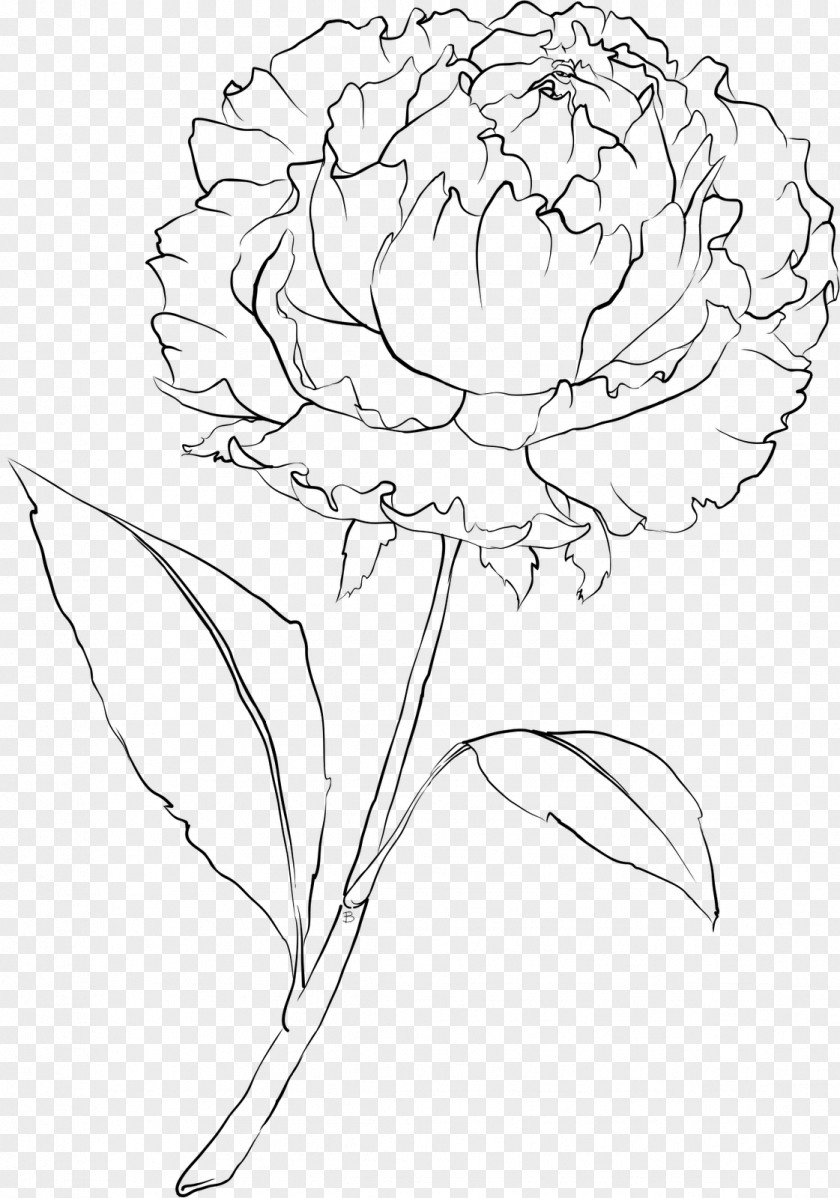 Peony Drawing Line Art PNG