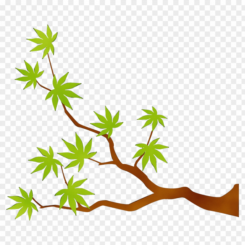 American Larch Flower Leaf Plant Branch Stem Tree PNG