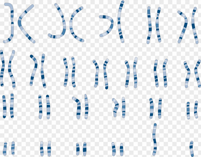Chromosome Karyotype Genetics Comparative Genomic Hybridization PNG