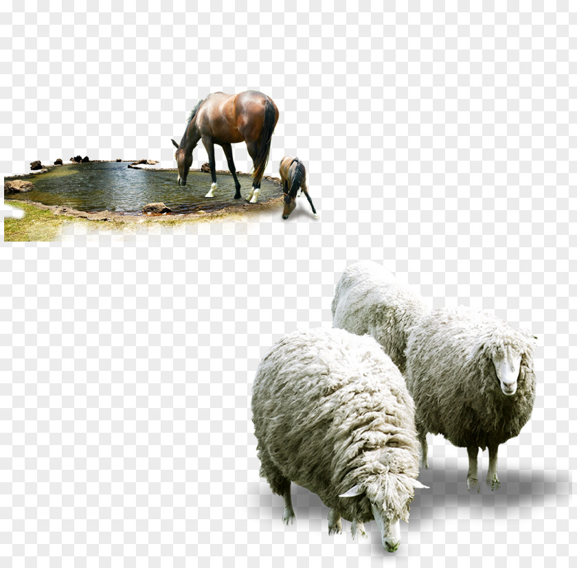 Creative Sheep + Horse Beef Cattle Xilingol League Fodder PNG