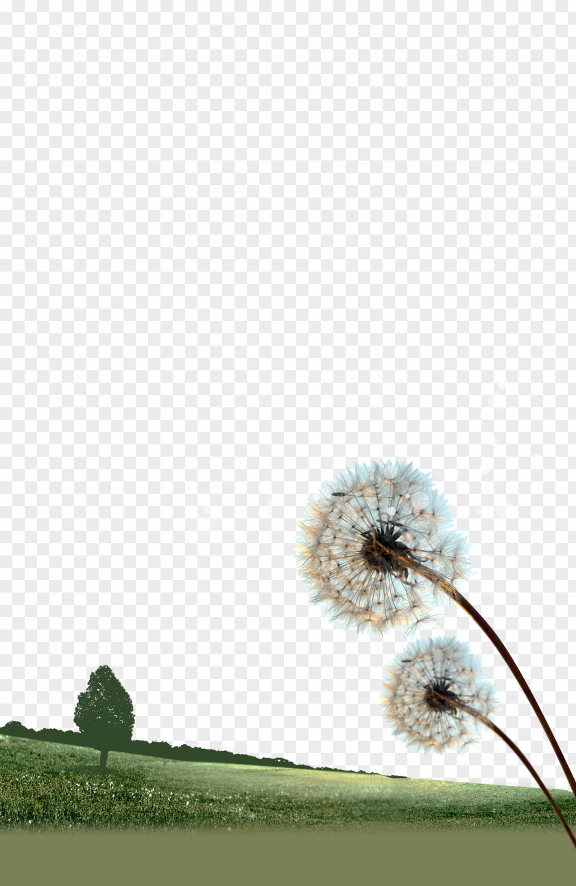 Dandelion Landscape Poster Uc0acub791ud560 Ub550 Ubcc4uc774 Ub418uace0(ud070uae00uc790ucc45) Download Template PNG