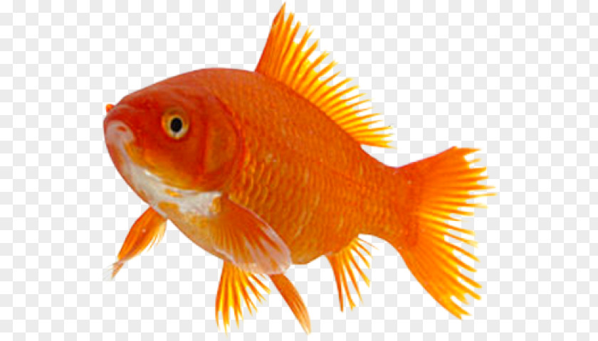Fish Goldfish Taga Feeder Marine Biology PNG