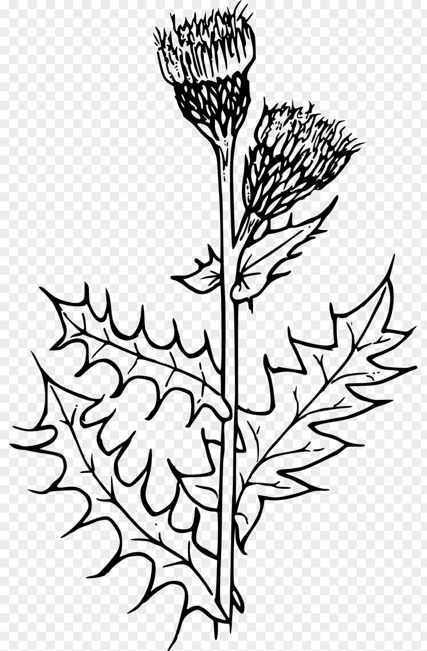 Flower Milk Thistle Creeping Clip Art PNG