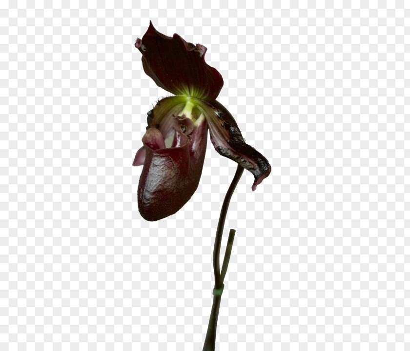 Flower Plant Flying Duck Orchid Cypripedium Nepenthes PNG