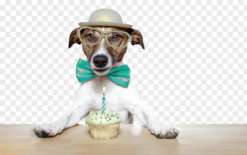 Puppy Jack Russell Terrier Birthday Cake Stock Photography Royalty-free PNG