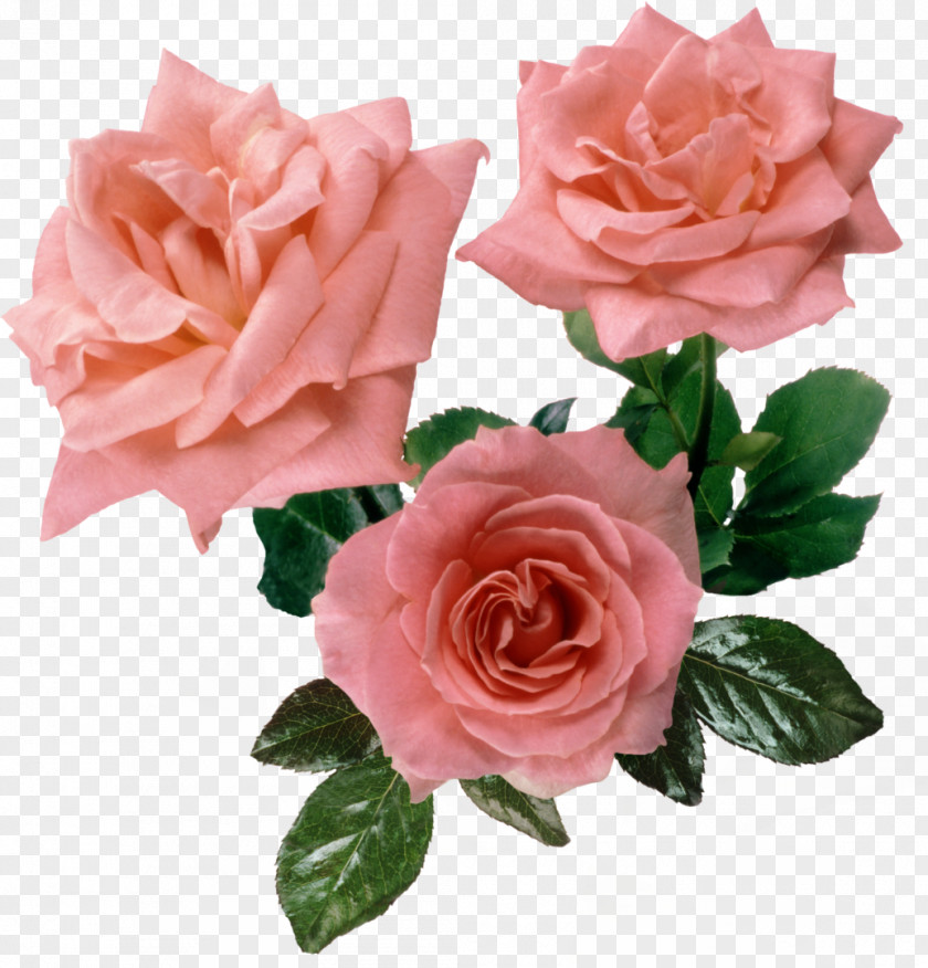 Flower Still Life: Pink Roses Flowers Cabbage Rose PNG