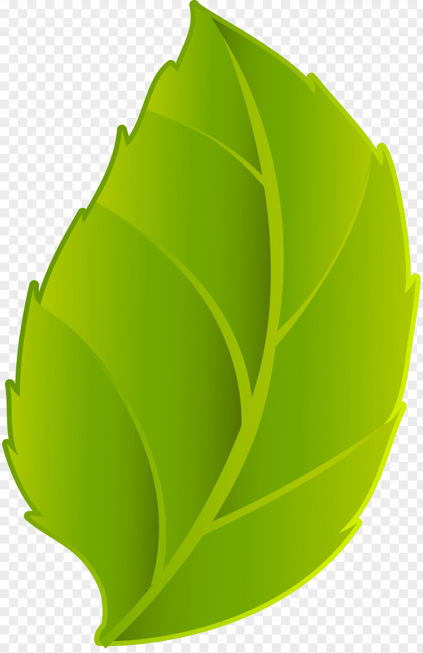 Green Leaves Leaf Bladnerv PNG
