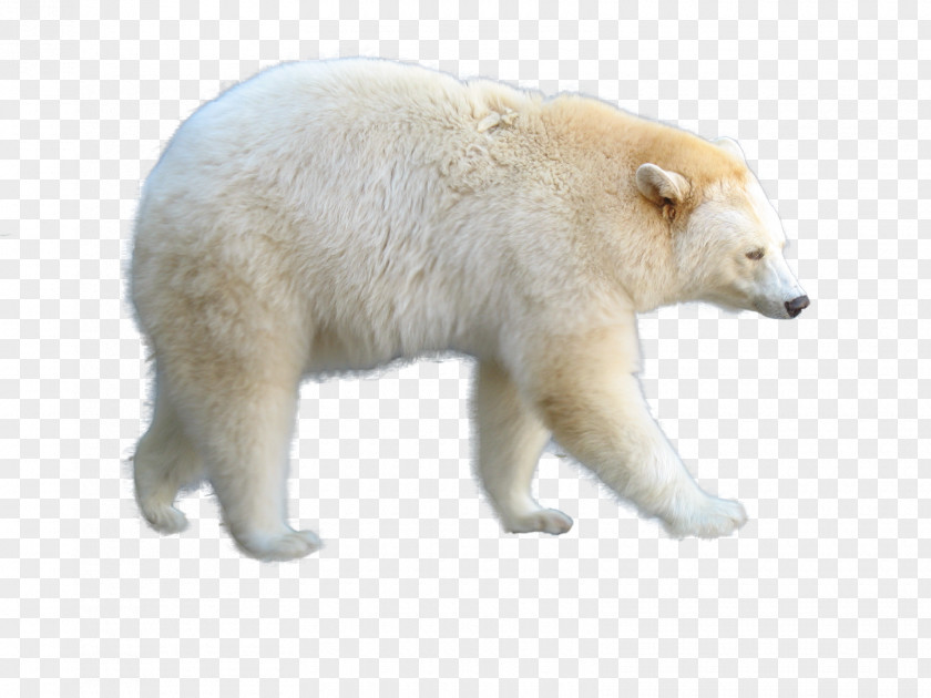 Polar Bear Animal Clip Art PNG