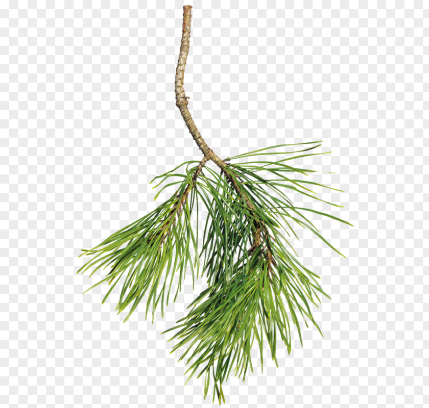 Tree Clip Art Spruce Pine PNG