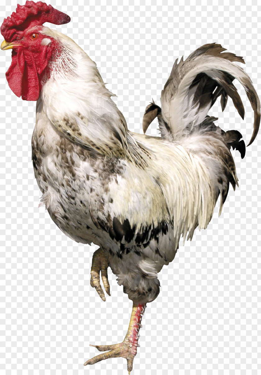 Cock Rooster Bird Chicken Clip Art PNG