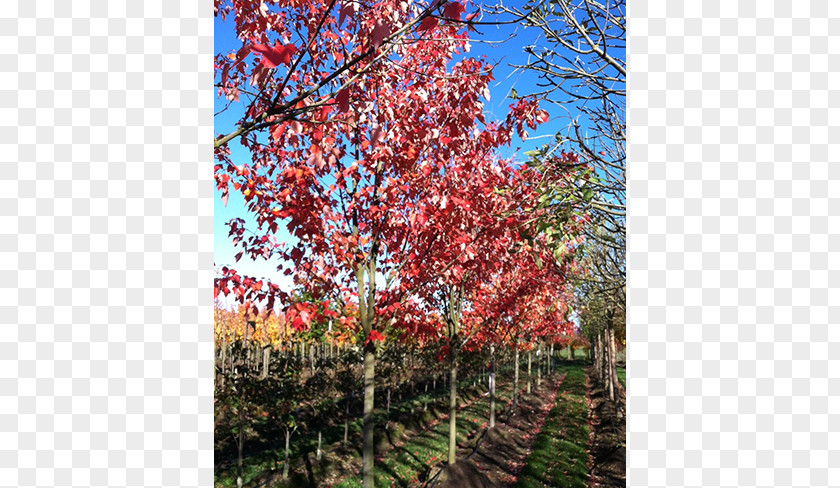 Deciduous Specimens Sugar Maple Red Vine Tree Autumn Leaf Color PNG