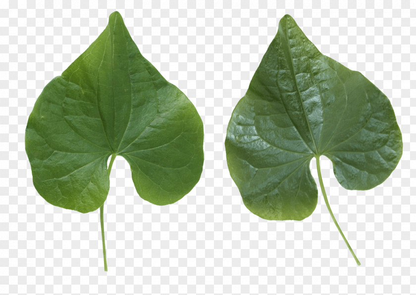 Green Leaf Clip Art PNG