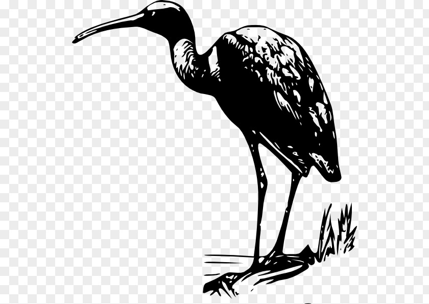 Ibis Cliparts Glossy Clip Art PNG