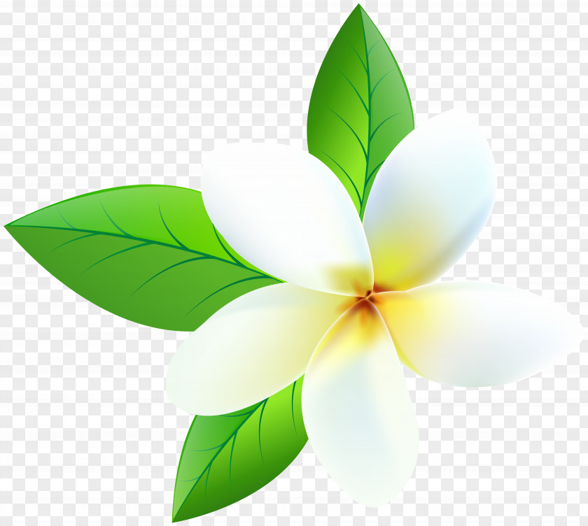 Plumeria Desktop Wallpaper Clip Art PNG