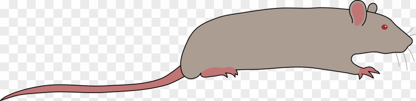 Rat Murids Rodent Mouse Clip Art PNG