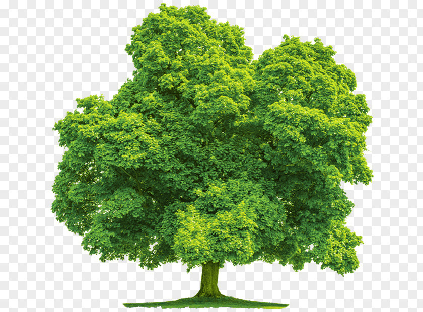 Tree Stock Photography Image Illustration Stock.xchng PNG