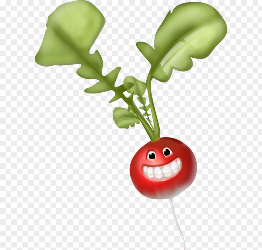 Vegetable Radish Clip Art PNG
