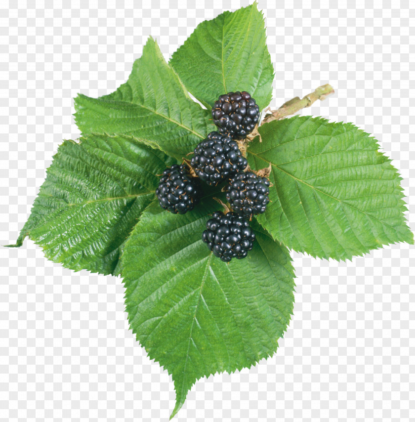 Blackberry Tea Leaf Red Raspberry PNG