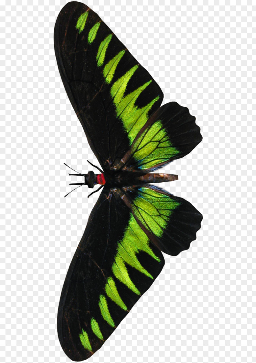 Butterflypng Background Rajah Brooke's Birdwing Insect Moth Trogonoptera PNG