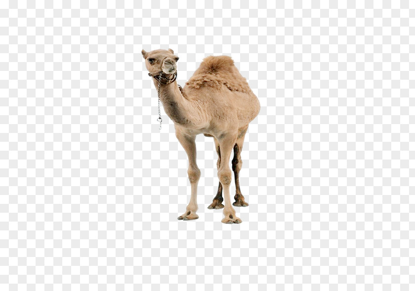 Camel Dromedary Llama Christmas PNG