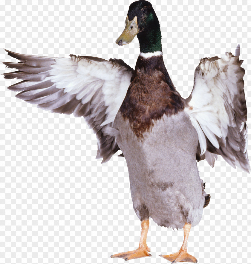 Duck Image Bird Goose PNG