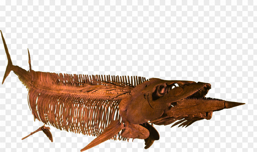 Fish Niobrara Formation Late Cretaceous Coniacian Rocky Mountain Dinosaur Resource Center Santonian PNG