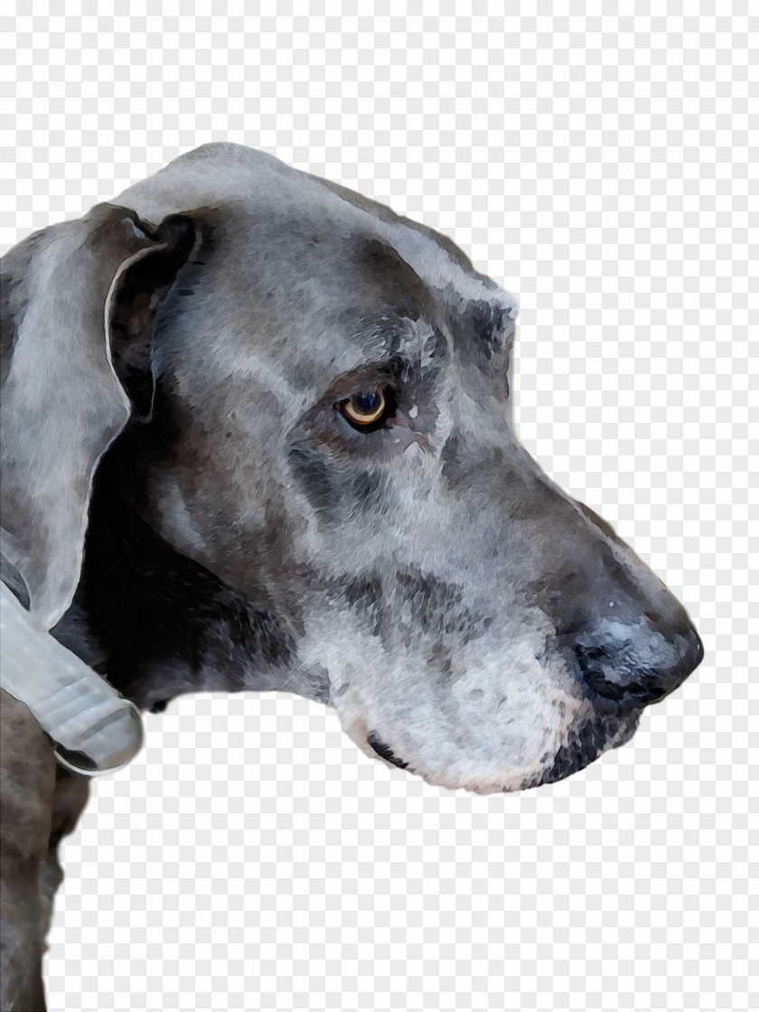 Great Dane Plott Hound Old Danish Pointer Snout PNG