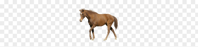 Horse PNG clipart PNG