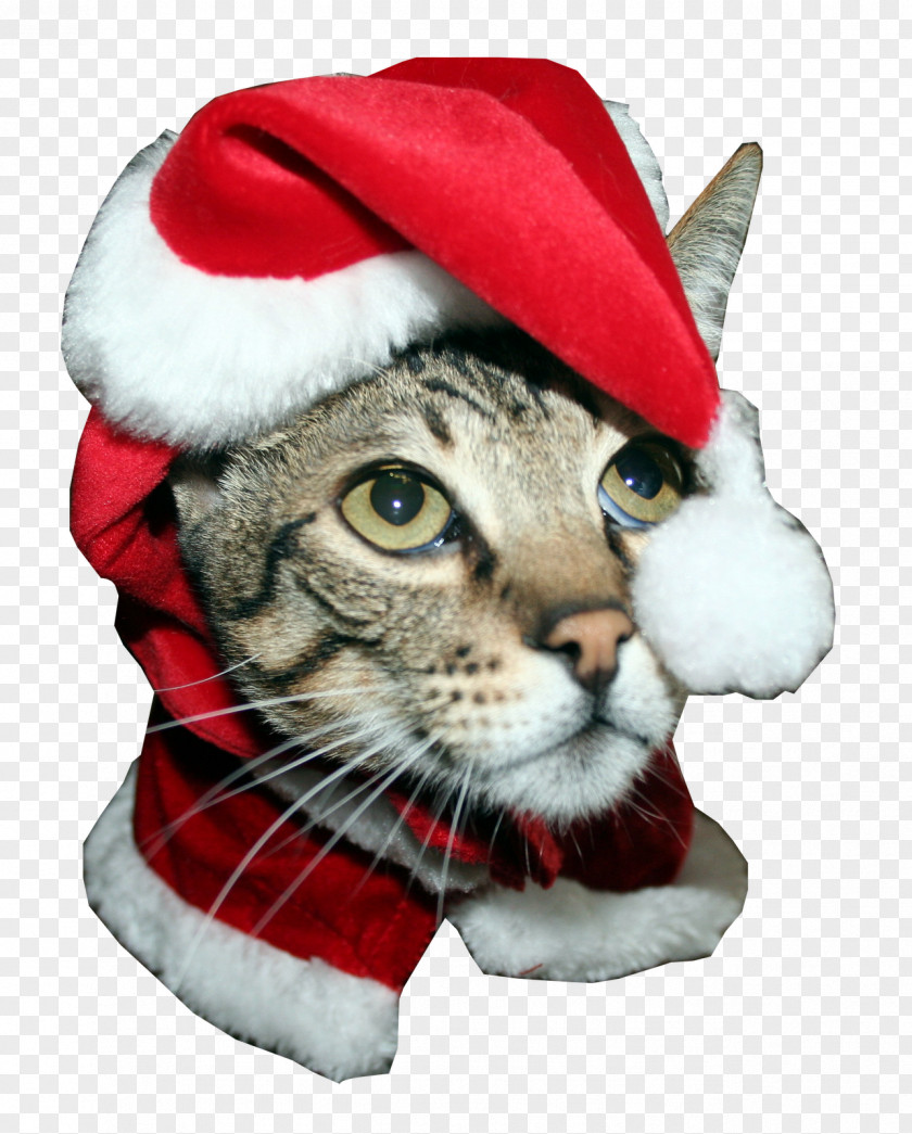 Santa Claus Whiskers Kitten Savannah Cat Greeting & Note Cards PNG
