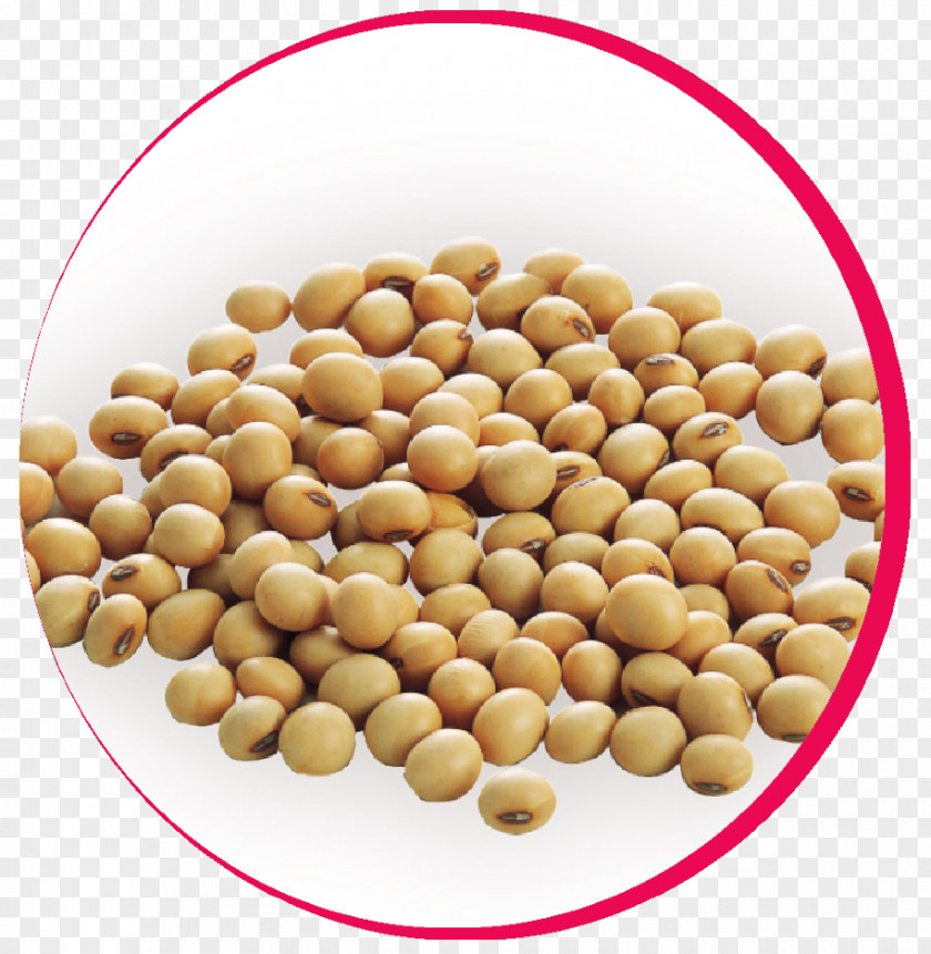 Soya Bean Peanut Vegetarian Cuisine Superfood PNG