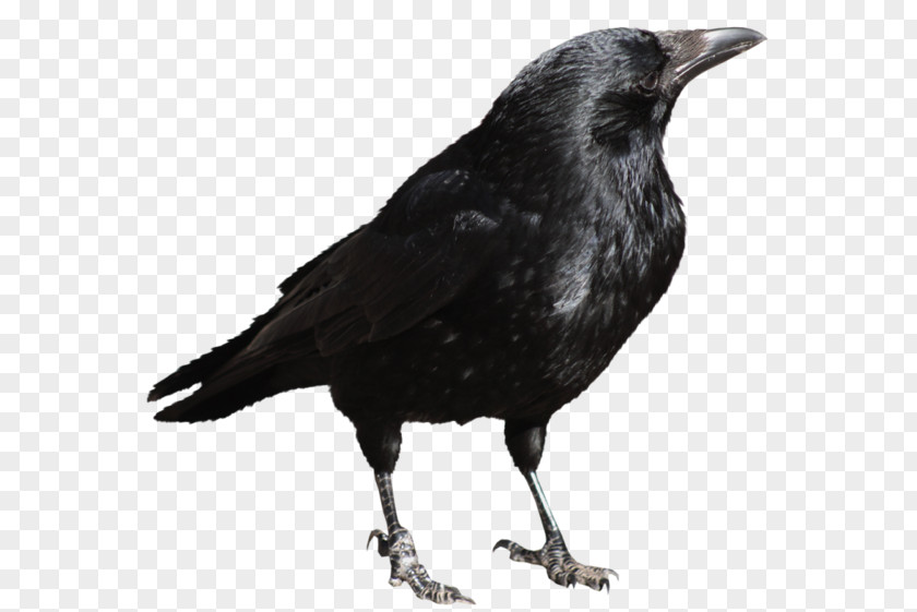 Black Crow Crows Clip Art PNG