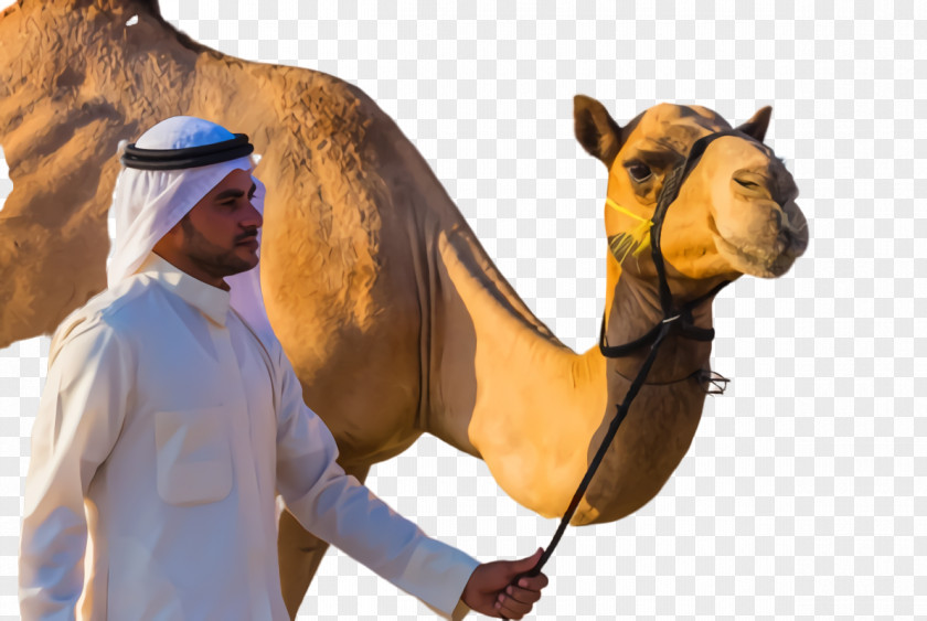 Economy Of Saudi Arabia United Arab Emirates Dromedary Stock Photography PNG
