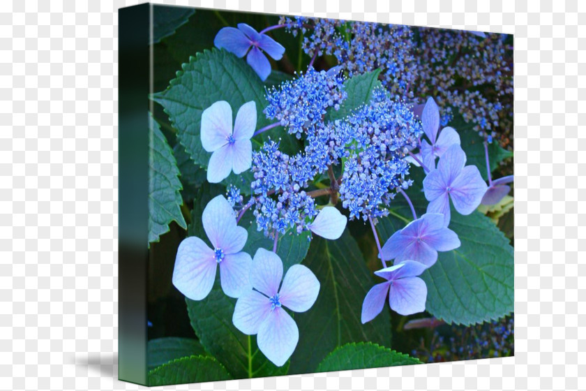 Hydrangea Serrata Flower Plant Gallery Wrap Art PNG