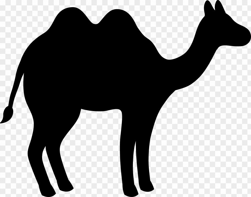 M Pack Animal Clip Art Dromedary Bactrian Camel Black & White PNG