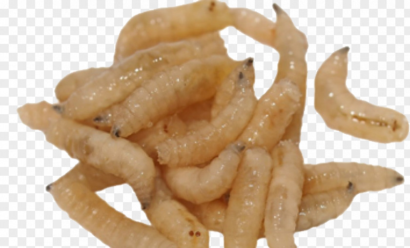 Maggots Maggot Housefly Larva Insect PNG