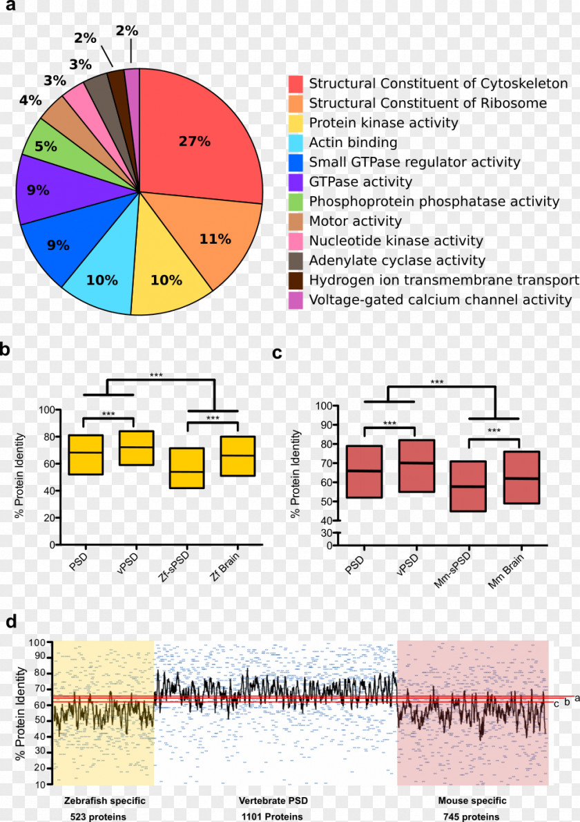 Cognition Protein Kinase Casein 1 Gene PNG