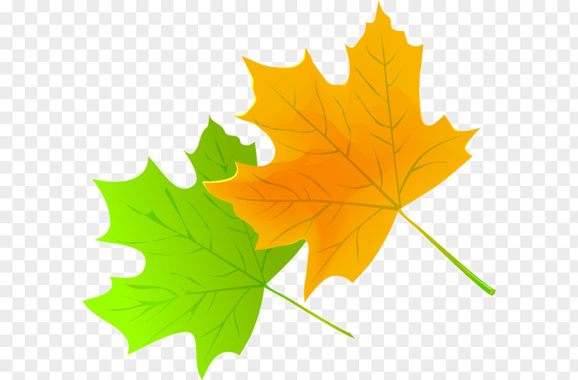 Leaf Maple PNG