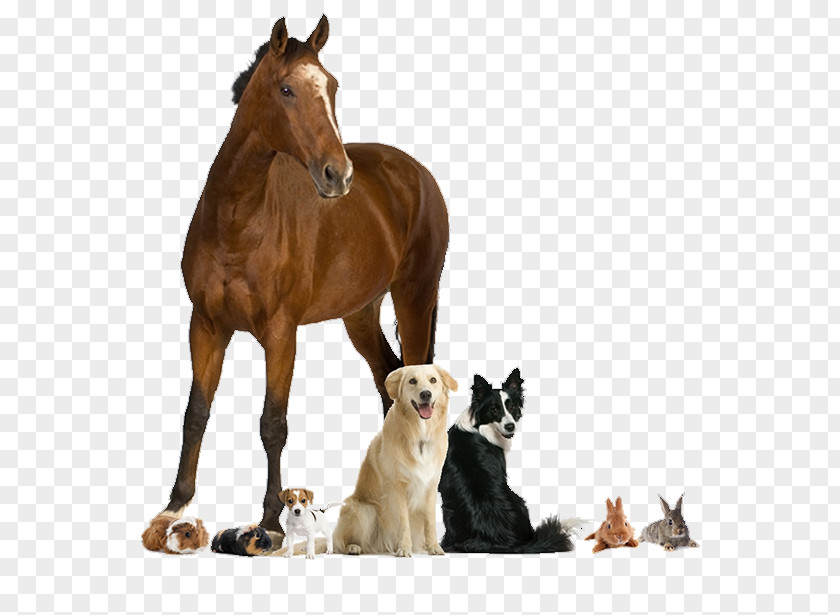 Mustang Horse Colt Animal Cartoon PNG